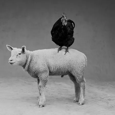 La Ferme De Franqueville 'big Gite' * Sainte-Marie-du-Mont (Manche)