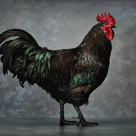 Ferienhaus La Ferme De Franqueville 'big Gite'