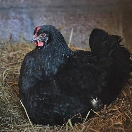 Ferienhaus La Ferme De Franqueville 'big Gite' *